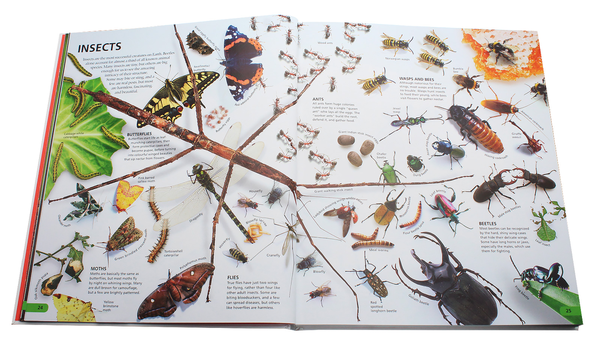 Бумажная книга «Wow! The Visual Encyclopedia of Everything» - фото №1