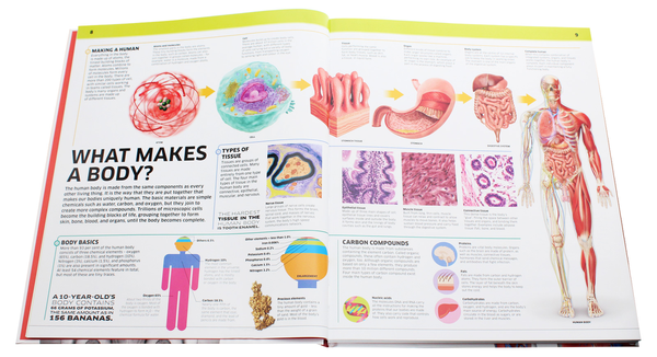 Бумажная книга «Knowledge Encyclopedia Human Body!» - фото №1