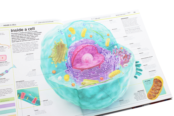 Бумажная книга «Knowledge Encyclopedia Human Body!» - фото №1