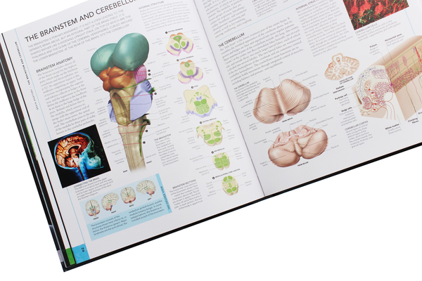 Паперова книга «The Brain Book. An Illustrated Guide to its Structure, Functions, and Disorders », авторів Стів Паркер, Ріта Картер, Сьюзан Олдрідж, Мартін Пейдж - фото №1