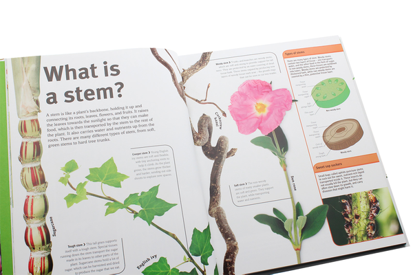 Бумажная книга «Trees, Leaves, Flowers and Seeds. A visual encyclopedia of the plant kingdom», автор Сара Хосе - фото №1