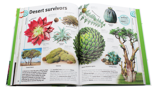 Бумажная книга «Trees, Leaves, Flowers and Seeds. A visual encyclopedia of the plant kingdom», автор Сара Хосе - фото №1