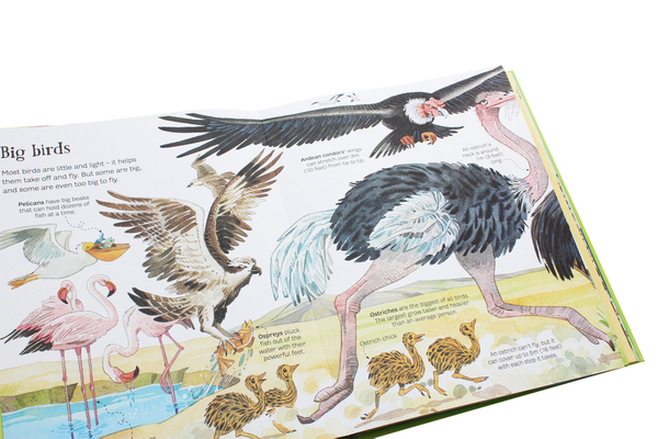 Бумажная книга «The Usborn Big Book of Animals», автор Хазел Мэскелл - фото №1