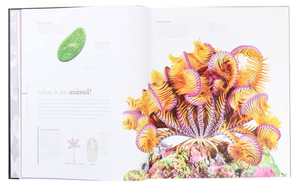 Бумажная книга «The Science of Animals. Inside Their Secret World», автор Крис Пэкхэм - фото №1