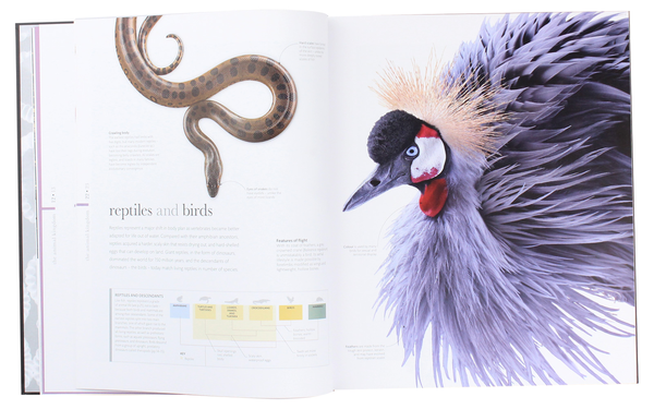 Бумажная книга «The Science of Animals. Inside Their Secret World», автор Крис Пэкхэм - фото №1