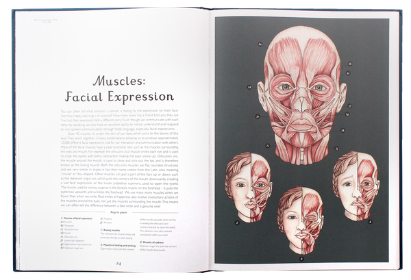 Паперова книга «Anatomicum», автор Дженніфер Пакстон - фото №1