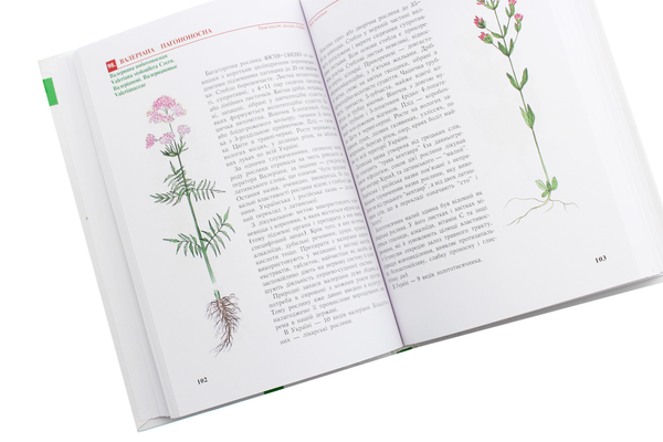 Паперова книга «Трав'янисті рослини України. Атлас-визначник», авторів Віра Протопопова, Світлана Морозюк - фото №1