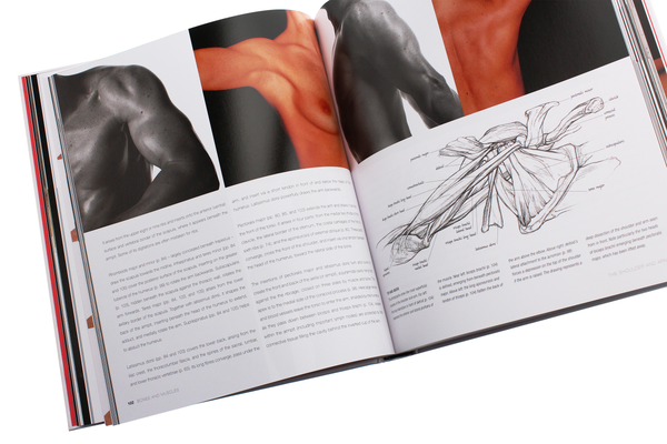 Паперова книга «Anatomy for the Artist», автор Сара Сімблет - фото №1