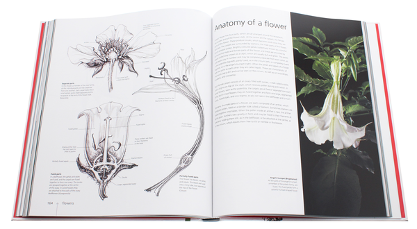 Паперова книга «Botany for the Artist», автор Сара Сімблет - фото №1