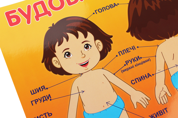 Паперова книга «Будова тіла людини. Плакат» - фото №1