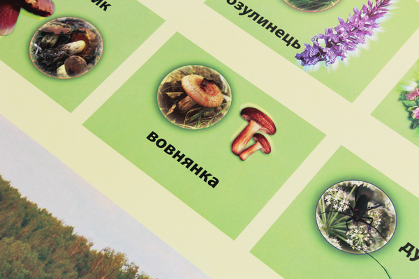 Паперова книга «Мішані та широколисті ліси. Плакат» - фото №1