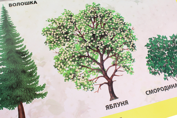 Паперова книга «Дерева, кущі, трав'янисті рослини. Плакат» - фото №1