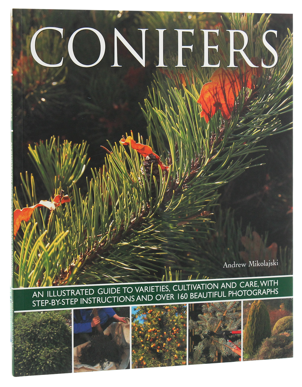 Бумажная книга «Conifers», автор Эндрю Миколайски - фото №1
