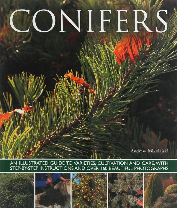 Бумажная книга «Conifers», автор Эндрю Миколайски - фото №1
