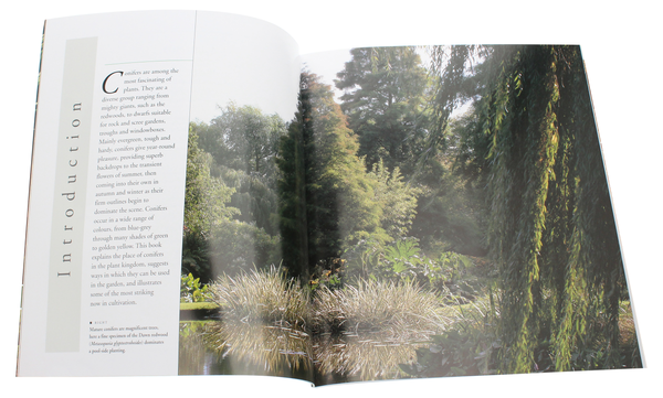 Бумажная книга «Conifers», автор Эндрю Миколайски - фото №1