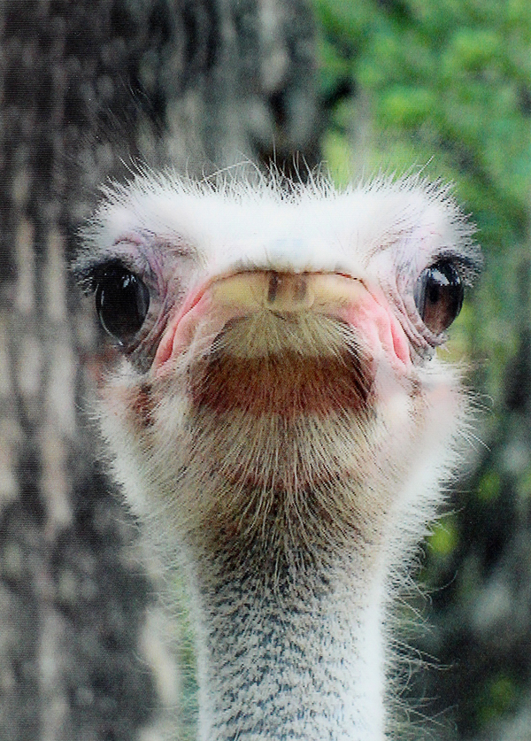  «Стерео листівка Kartenvertrieb Ostrich », бренду LM Kartenvertrieb - фото №1