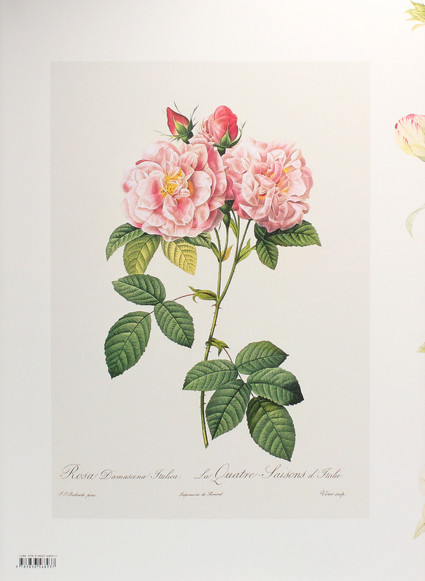Бумажная книга «Redouté. The Book of Flowers», автор Х. Вальтер Лак - фото №1