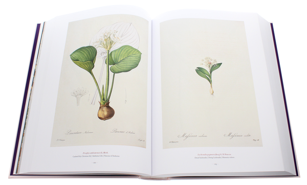 Бумажная книга «Redouté. The Book of Flowers», автор Х. Вальтер Лак - фото №1