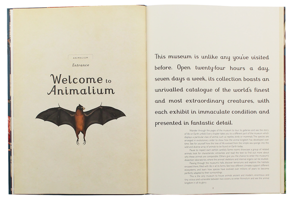 Бумажная книга «Animalium», автор Дженни Брум - фото №1