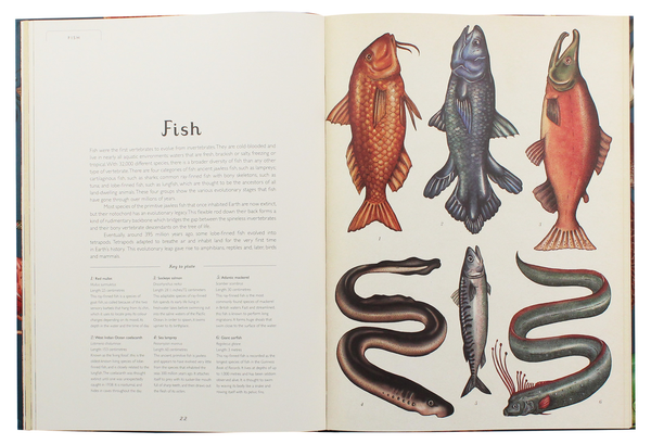 Бумажная книга «Animalium», автор Дженни Брум - фото №1