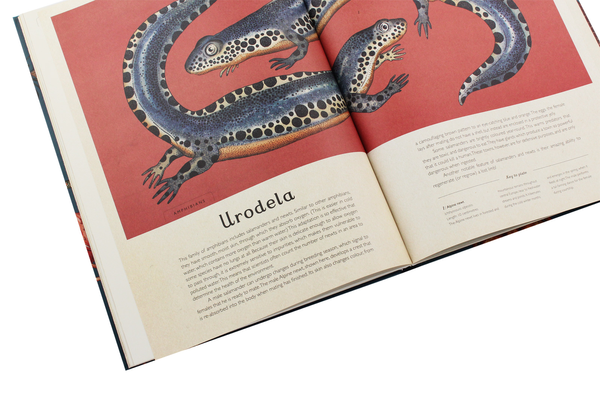 Бумажная книга «Animalium», автор Дженни Брум - фото №1