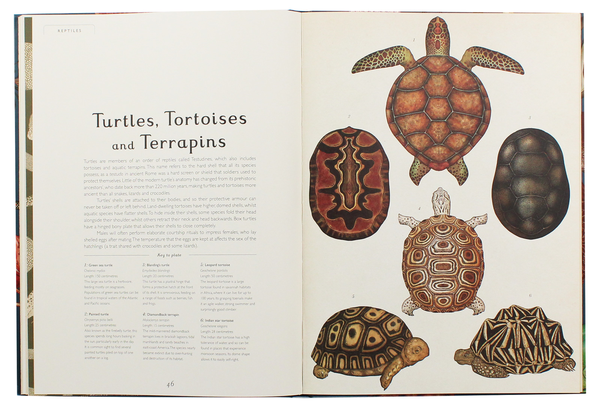 Бумажная книга «Animalium», автор Дженни Брум - фото №1