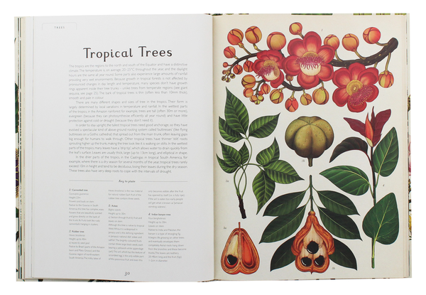 Паперова книга «Botanicum», автор Кесі Вілліс - фото №1