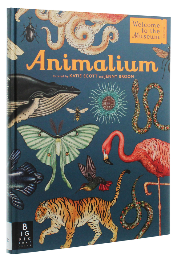 Бумажная книга «Animalium», автор Дженни Брум - фото №1