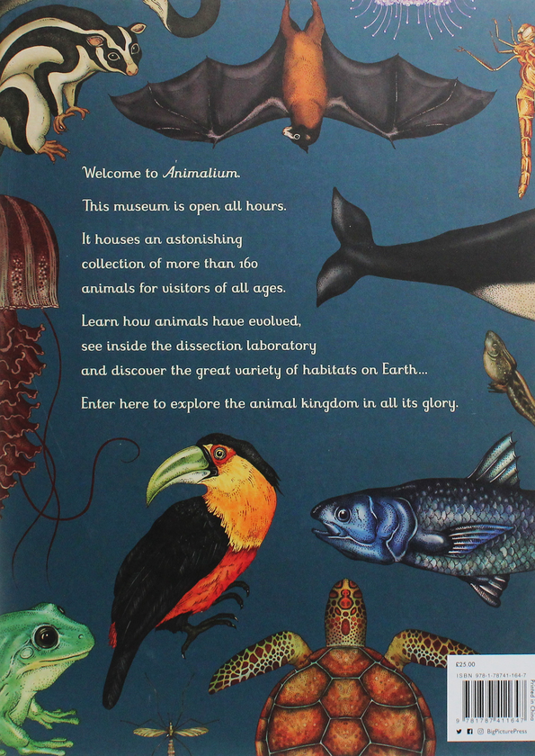 Бумажная книга «Animalium», автор Дженни Брум - фото №1