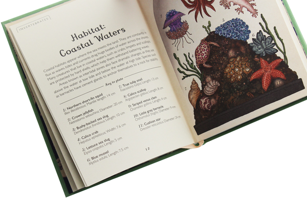 Паперова книга «Animalium. Mini Gift Edition», автор Дженні Брум - фото №1