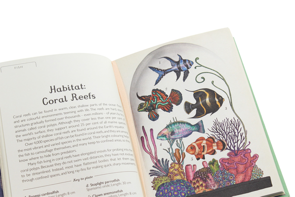 Паперова книга «Animalium. Mini Gift Edition», автор Дженні Брум - фото №1