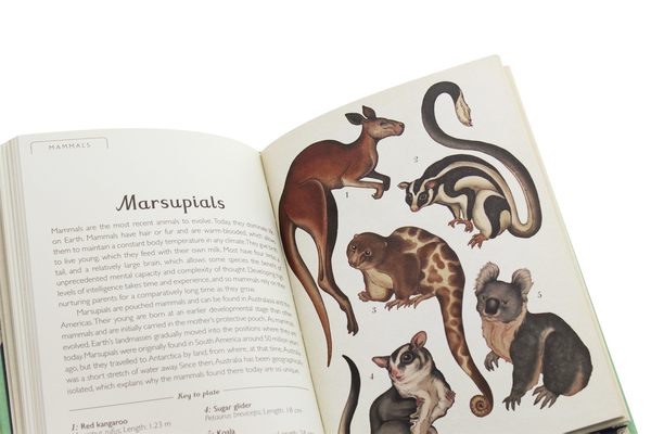 Паперова книга «Animalium. Mini Gift Edition», автор Дженні Брум - фото №1