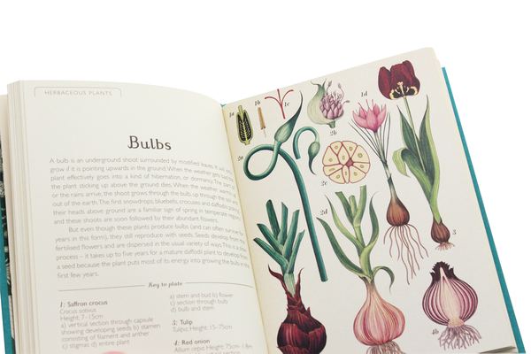 Паперова книга «Botanicum. Mini Gift Edition», автор Кесі Вілліс - фото №1