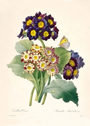 «Листівка Primula auricula Primroses, 1827 (PJR01)», бренда Artistic Card - фото №1