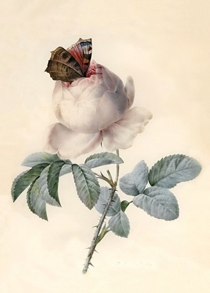  «Листівка Centifolia Rose with Peacock Butterfly (PJR10)», бренда Artistic Card - фото №1