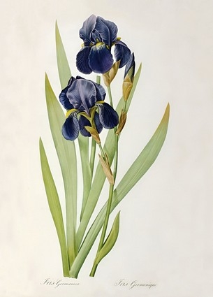 «Листівка Iris Germanica, 1805 (PJR16)», бренда Artistic Card - фото №1
