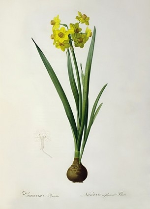 «Листівка Narcissus Lazetta (PJR22)», бренда Artistic Card - фото №1