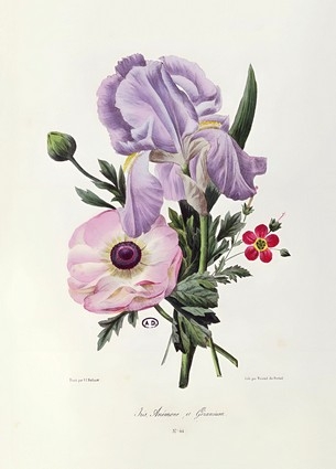 «Листівка Iris, Anemone and Geranium, engraved by Pointel du Portail, c.1830 (PJR23)», бренда Artistic Card - фото №1