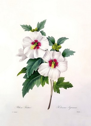 «Листівка Hibiscus syriacus, engraved by Bessin, 1827 (PJR25)», бренда Artistic Card - фото №1