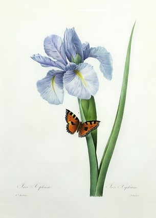 «Листівка Iris xiphium, 1827 (PJR27)», бренду Artistic Card - фото №1