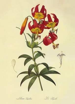«Листівка Lilium superbum Lithographie (PJR28)», бренда Artistic Card - фото №1