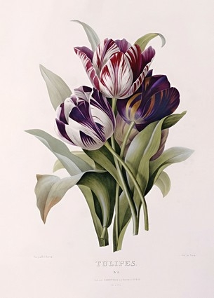  «Листівка Tulips (PJR29)», бренда Artistic Card - фото №1