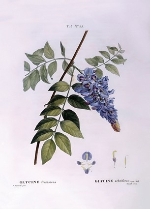 «Листівка Glycine (Glycine frutescens), Henry Louis Duhamel du Monceau (PJR30)», бренда Artistic Card - фото №1