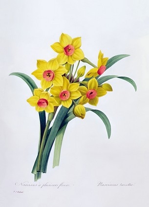 «Листівка Narcissus Tazetta (PJR33)», бренда Artistic Card - фото №1