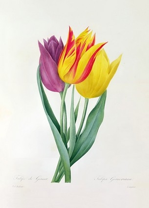  «Листівка Tulipa Gesneriana (PJR35)», бренда Artistic Card - фото №1