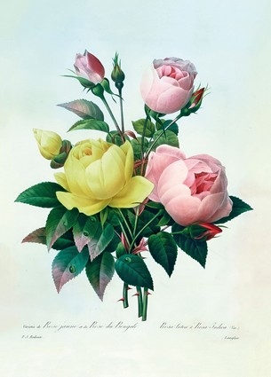  «Листівка Rosa Lutea and Rosa Indica, 1827 (PJR37)», бренда Artistic Card - фото №1