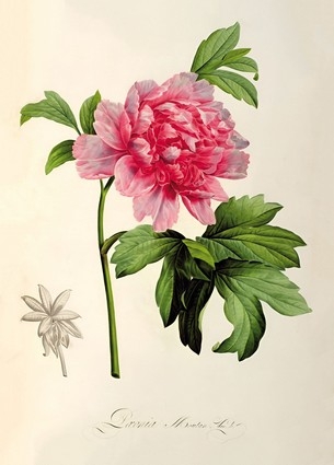  «Листівка Paeonia Moutan, c.1799 (PJR38)», бренда Artistic Card - фото №1