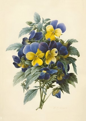 «Листівка Pansies (coloured engraving) (PJR44)», бренда Artistic Card - фото №1