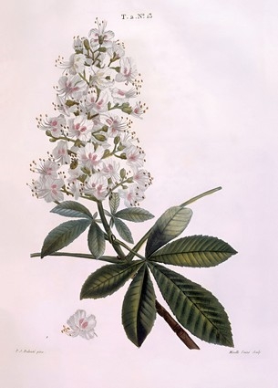  «Листівка Horse-chestnut or Conker tree (Aesculus hippocastanum) (PJR45)», бренда Artistic Card - фото №1