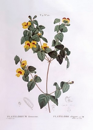  «Листівка Handsome flat-pea (Platylobium formosum) (PJR46)», бренда Artistic Card - фото №1